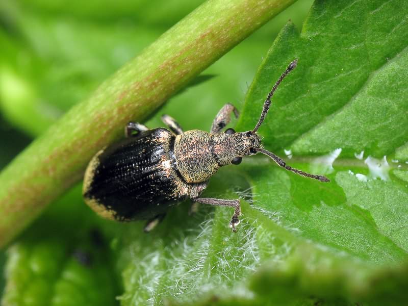 Phyllobius pyri (Linnaeus, 1758)